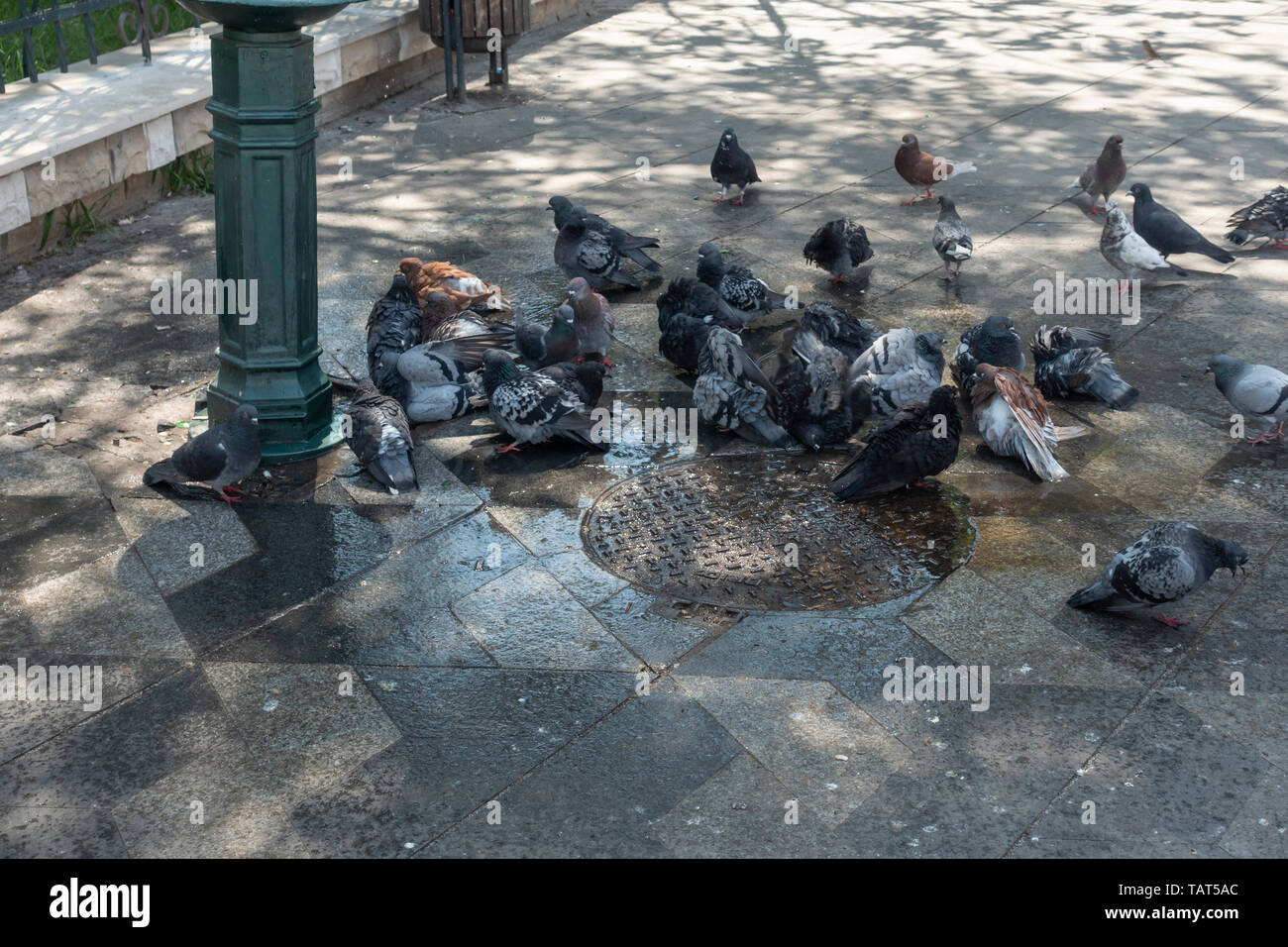 Feral pigeons, Columba livia domestica, drinking and bathing in water from a leaking water-stand in the Old Town area of central Bucharest, Romania Stock Photo