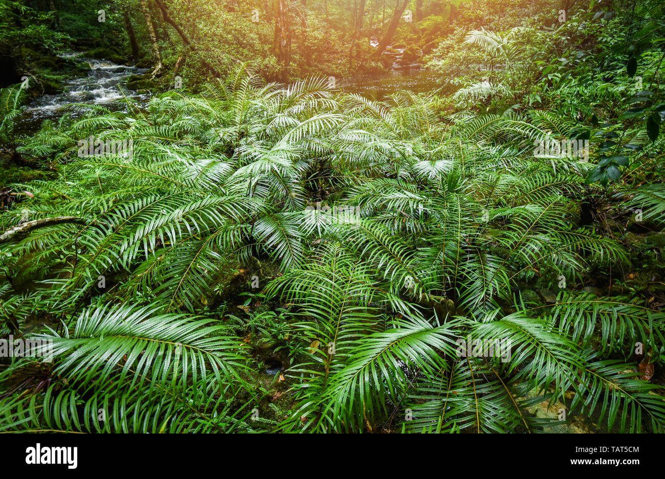 plant tropical fern forest / landscape nature green jungle fern tree