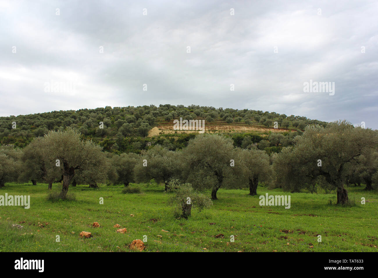 Beautiful olive trees and fields, mountaints in the area of Safita, Tartous, Syria. Stock Photo