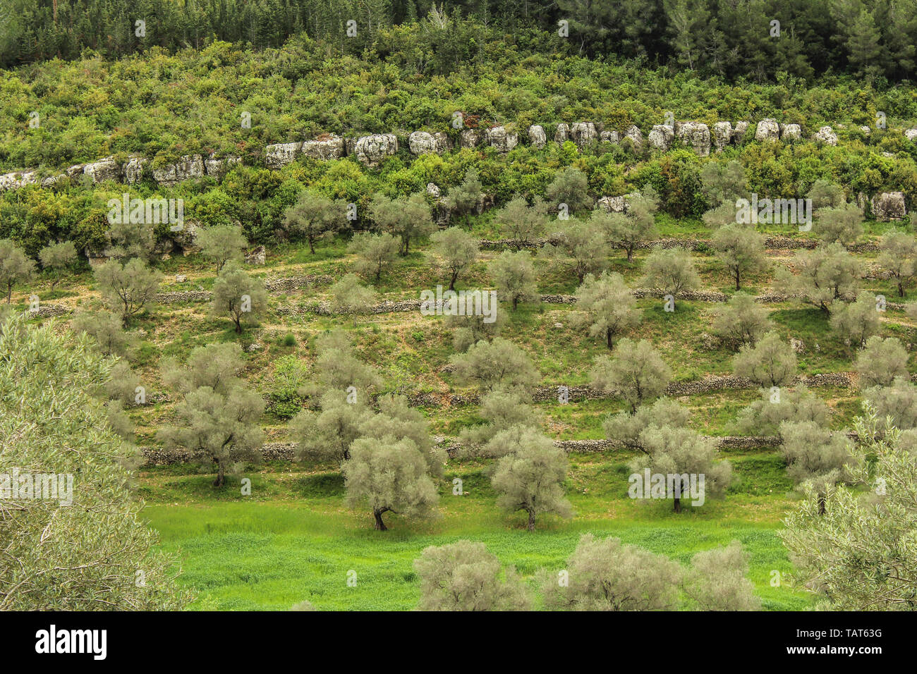 Beautiful olive trees and fields, mountaints in the area of Safita, Tartous, Syria. Stock Photo