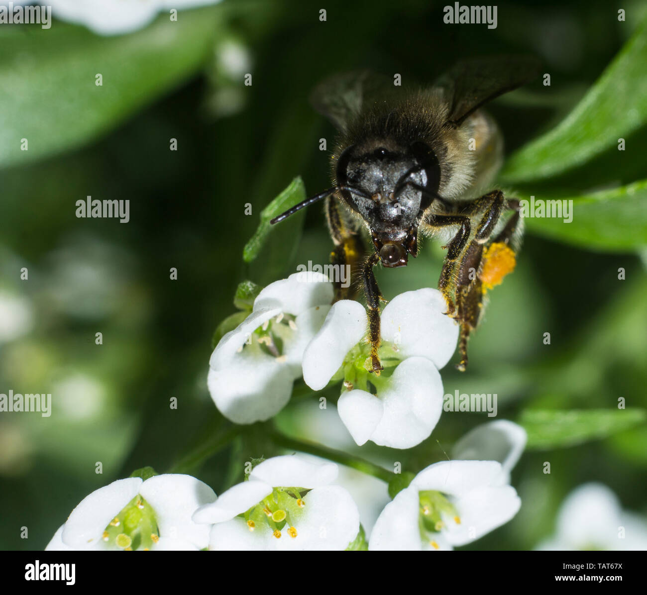 Alyssum flowers hires stock photography and images Alamy