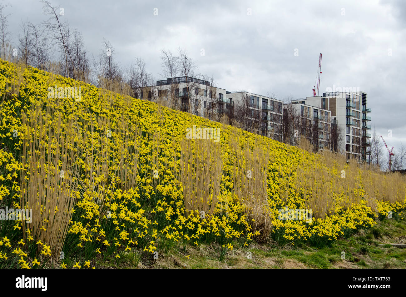 Hoards of yellow daffodils blooming in the new Queen Elizabeth Olympic Park constructed on the site of the former London Olympic Games in Stratford, L Stock Photo