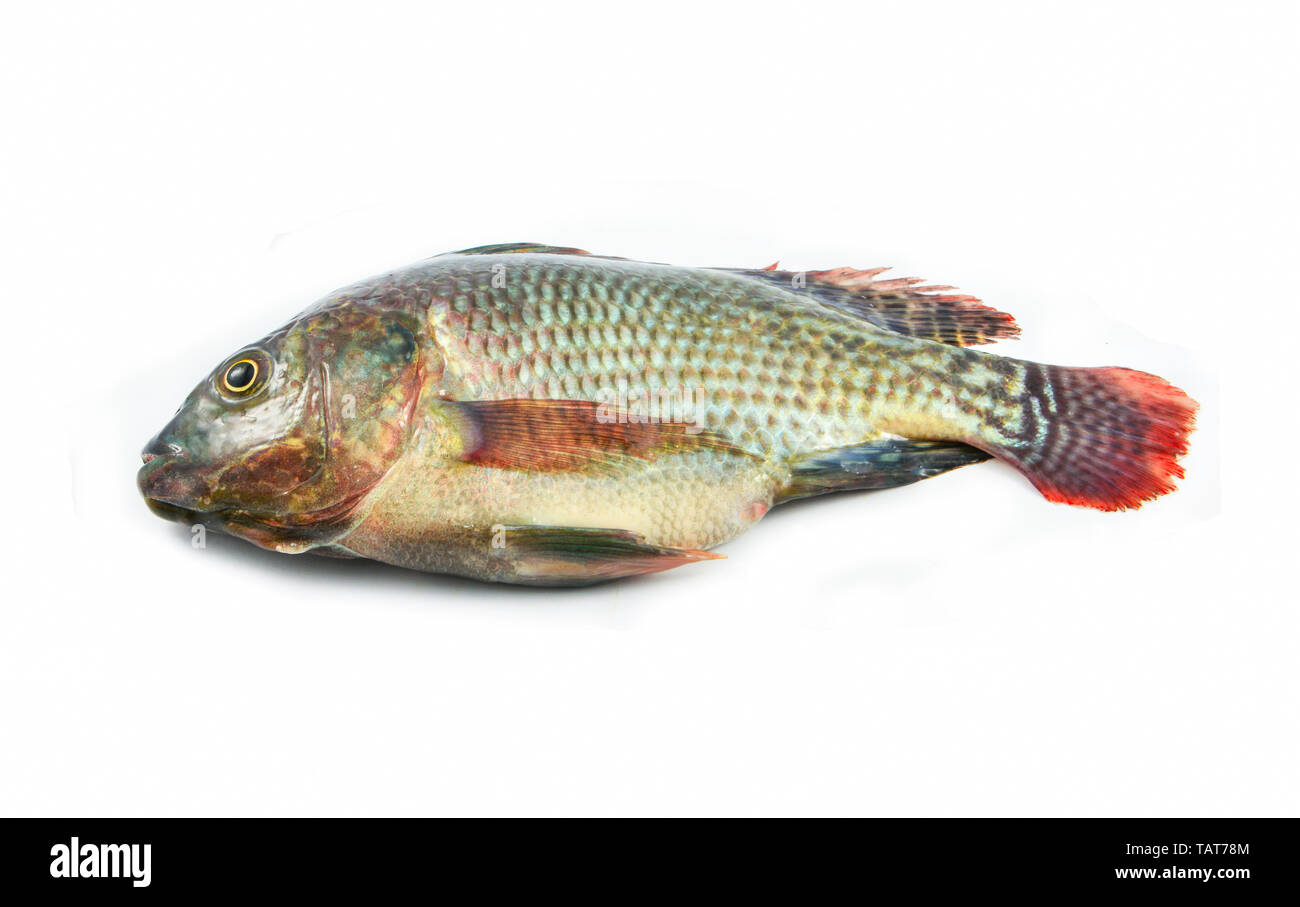 fresh raw tilapia fish freshwater isolated on white background Stock
