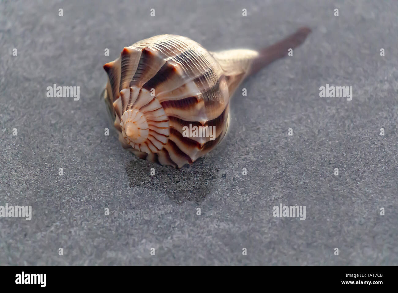 Live lightning whelk (Busycon perversum) in shallow water on Key Biscayne, Florida, USA. Stock Photo