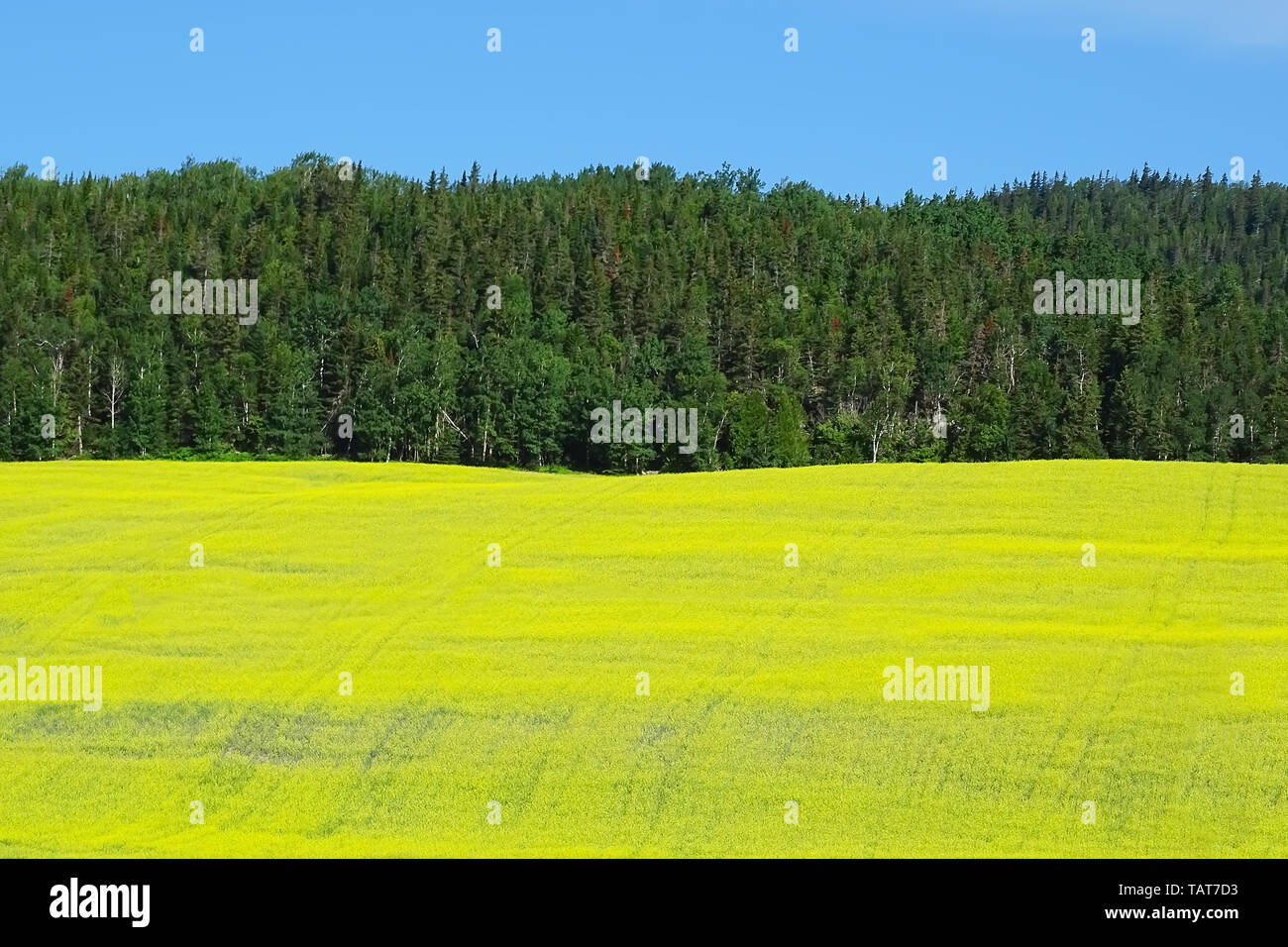 Fluorescent yellow canola (rapeseed) fields in Quebec, Canada. Stock Photo