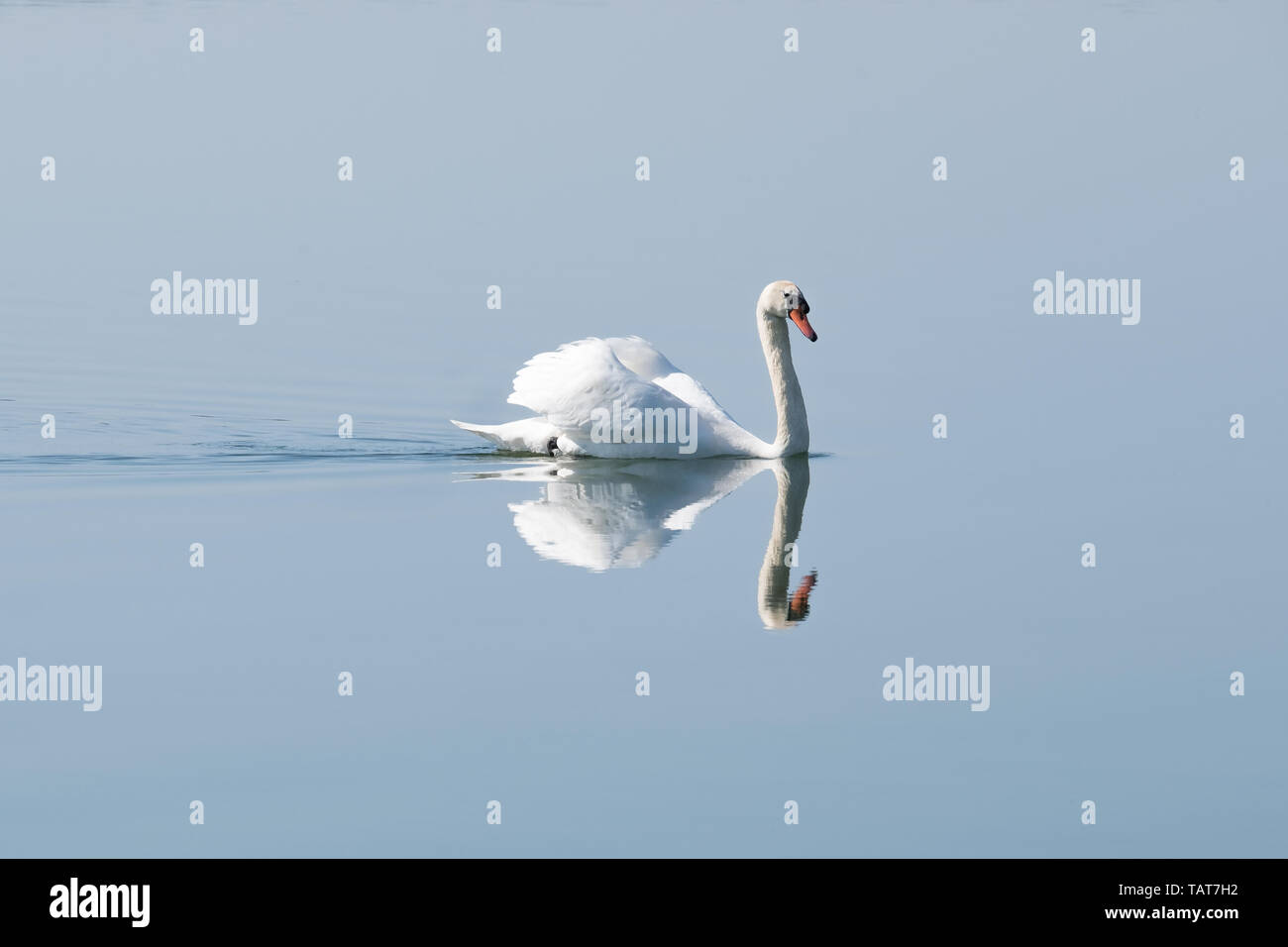 swan swimming on lake creating a reflection in the water Stock Photo ...