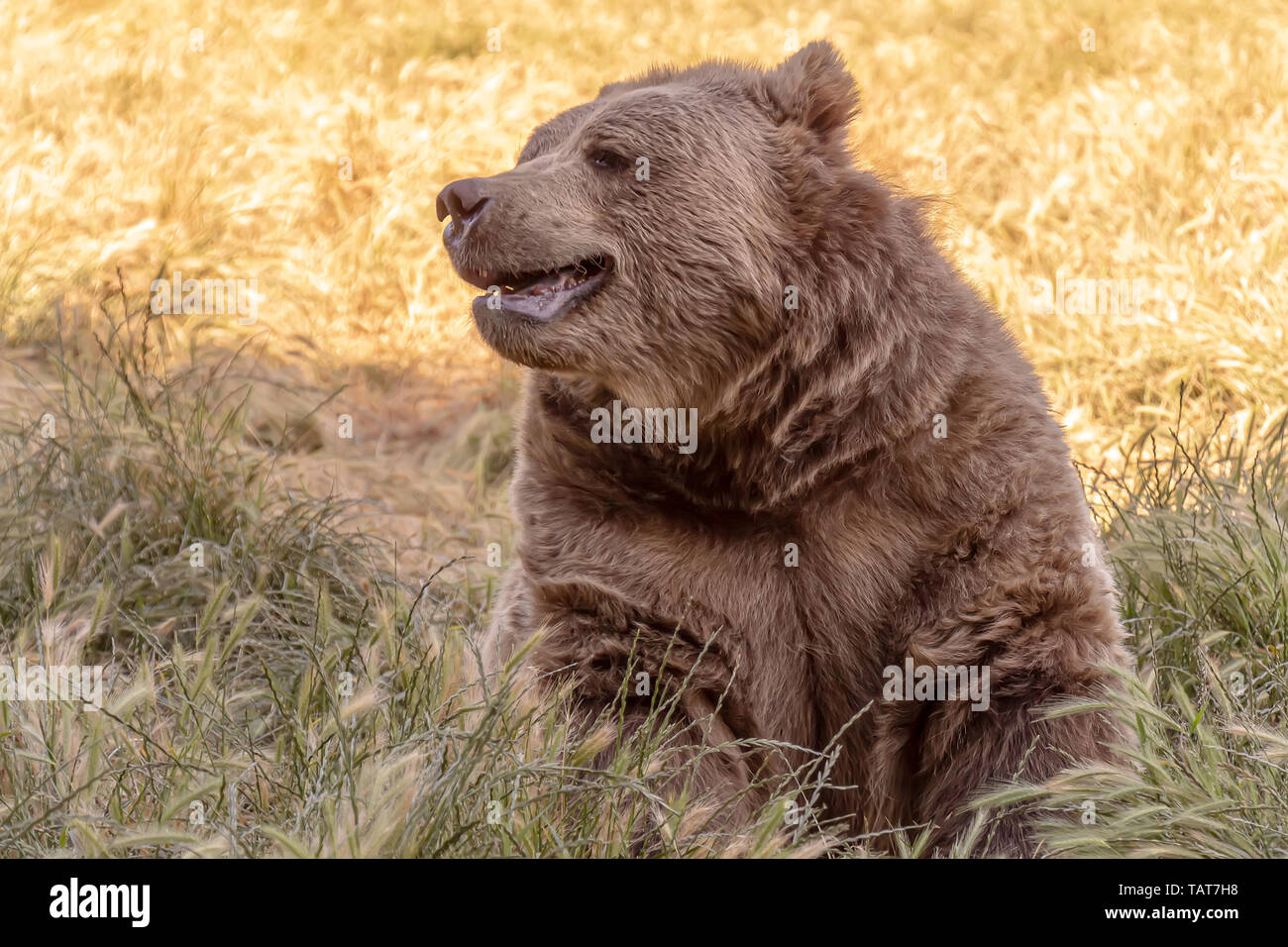 An elderly brown bear rests in a field in Washington State. Stock Photo