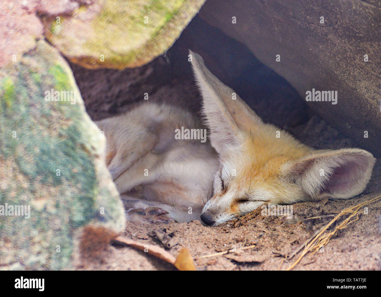 Dog Puppy With Fox Kit High Resolution Stock Photography And Images Alamy