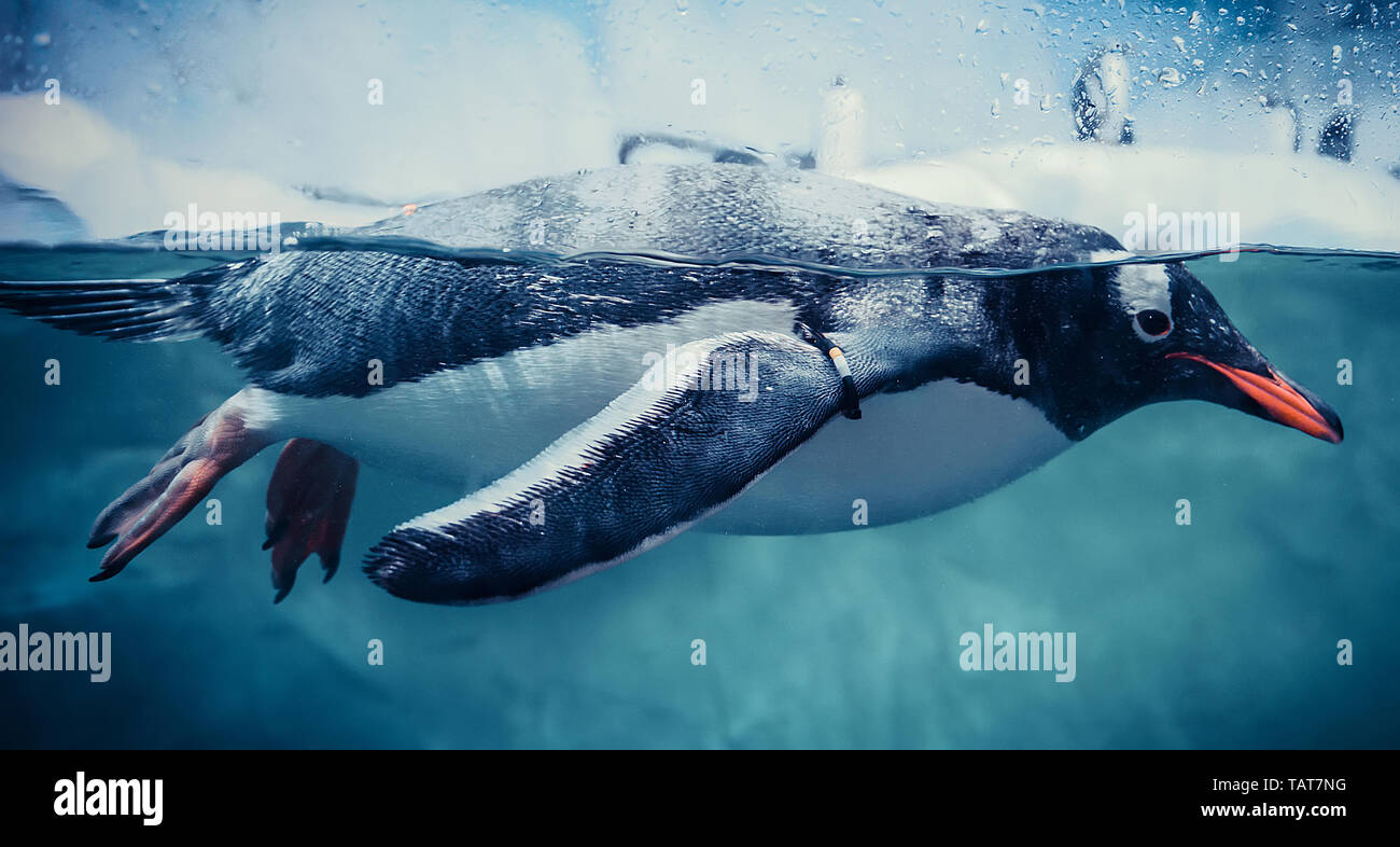 Gentoo penguin swimming marine life underwater ocean / Penguin on