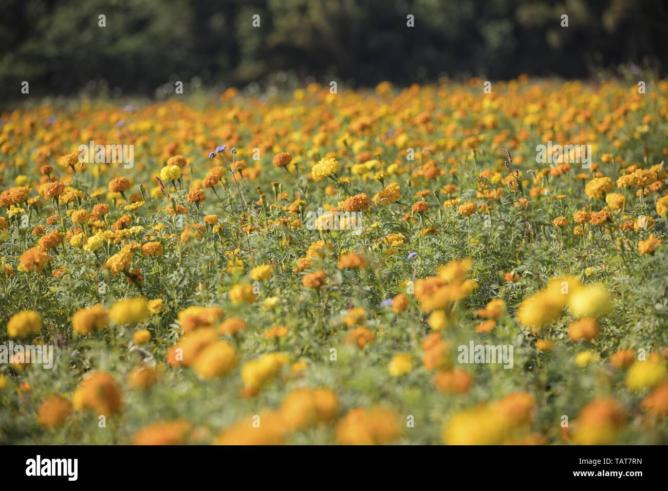 Garlic chives sea of flowers Stock Photo Alamy