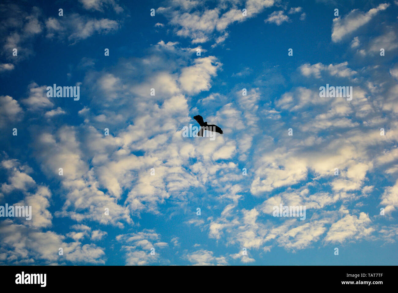 Silhouette of bird flying on blue sky with beautiful clouds in the ...