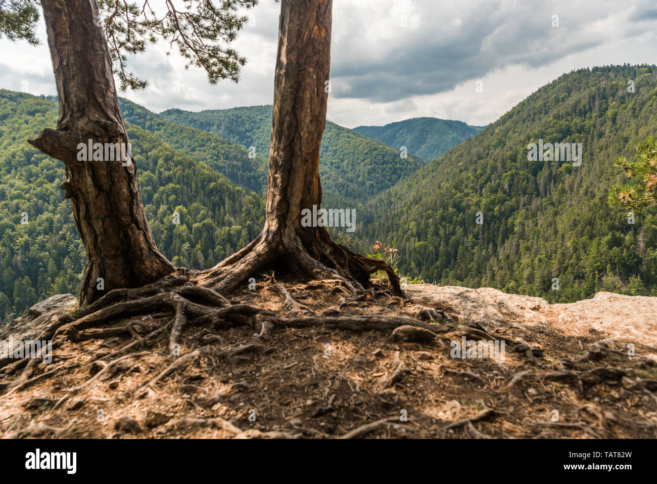 Two tree trunks with a view from a cliff Stock Photo - Alamy