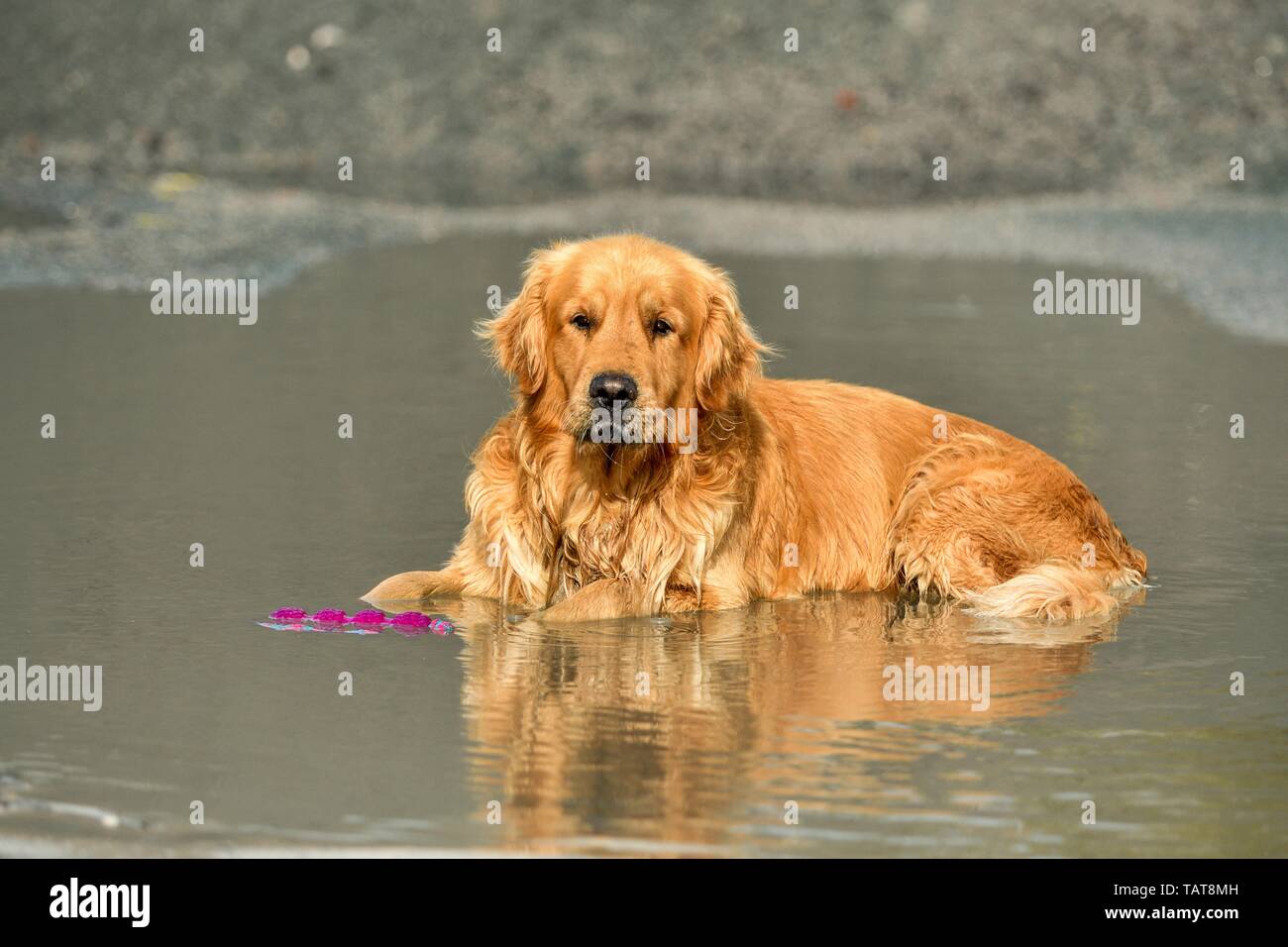 Golden retriever dog bathes hi-res stock photography and images - Alamy