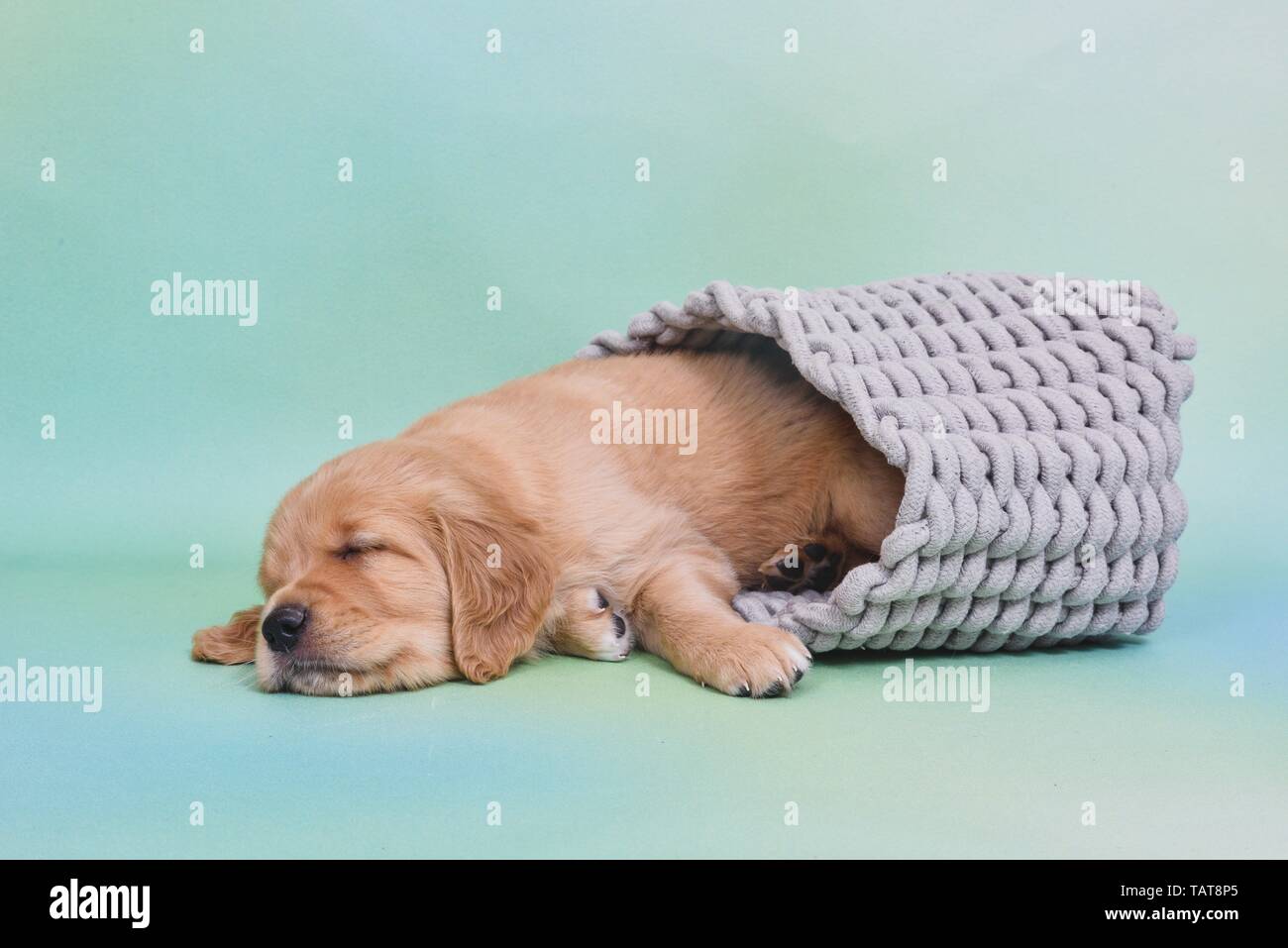 Golden Retriever Puppy Stock Photo - Alamy