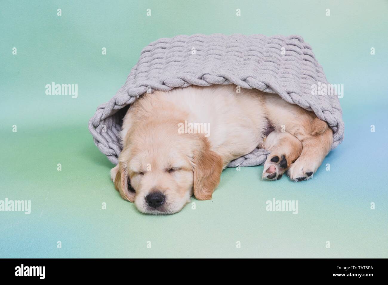 Golden Retriever Puppy Stock Photo - Alamy