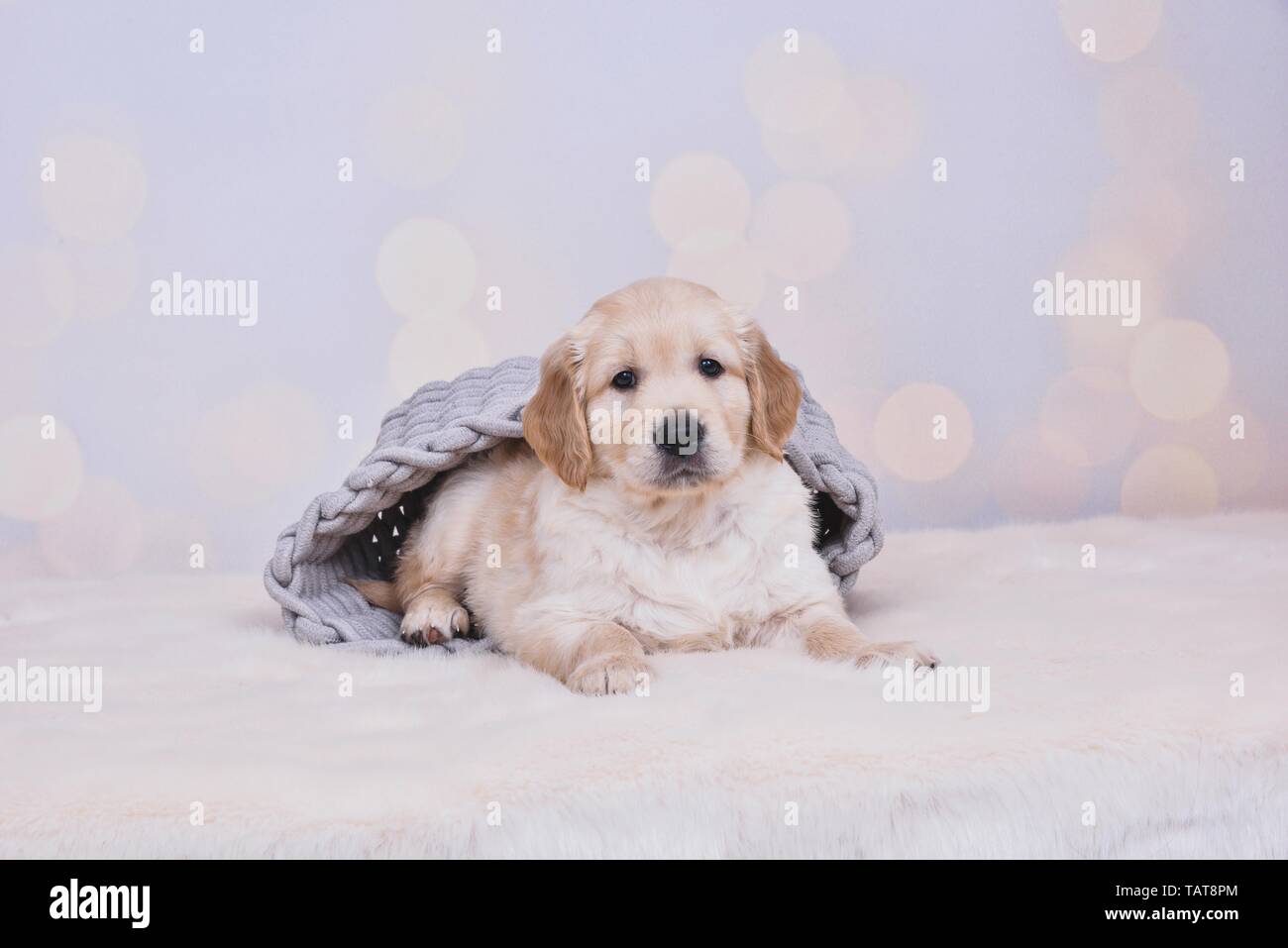 Golden Retriever Puppy Stock Photo - Alamy