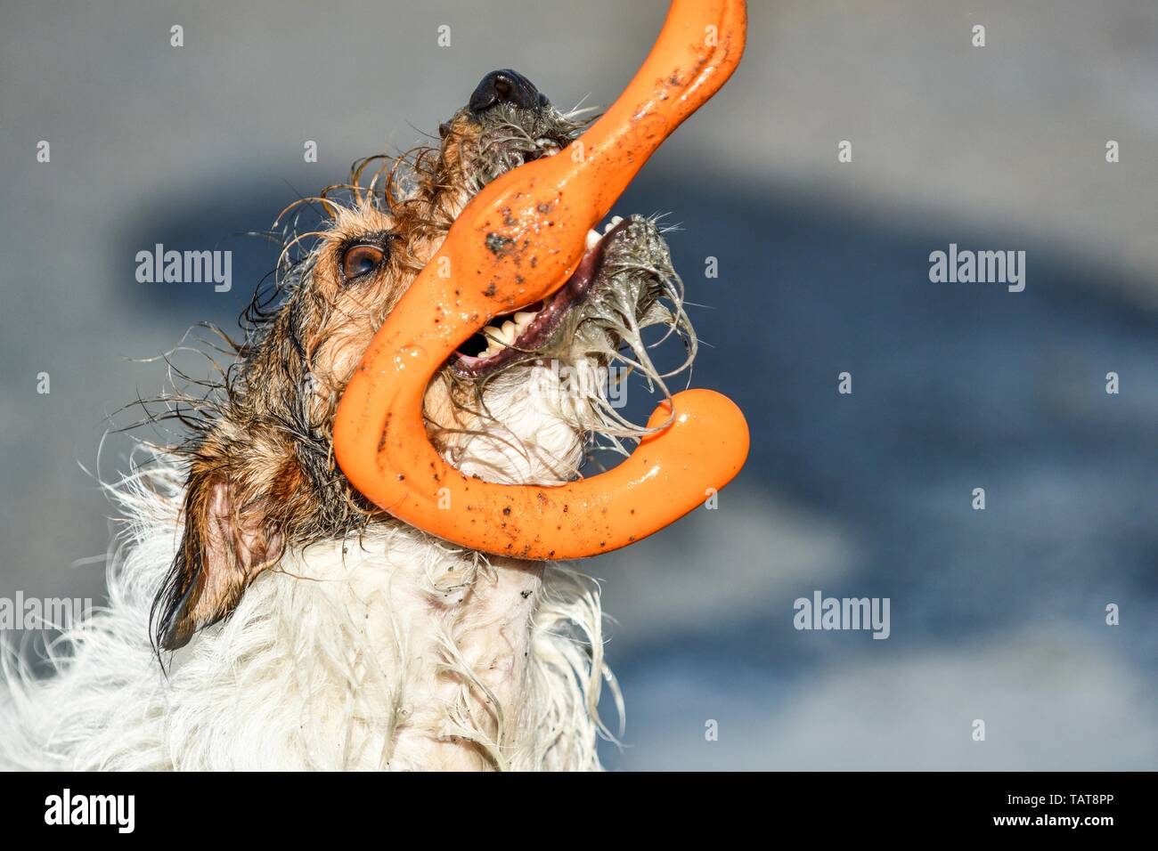 Jack Russell Terrier Stock Photo