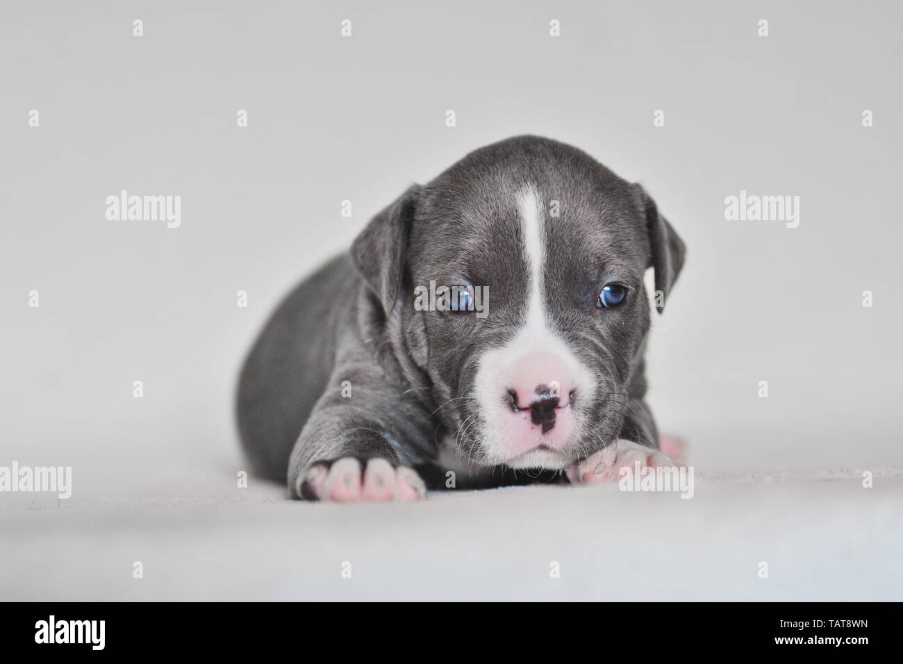 Blue Eyed Pit Bull High Resolution Stock Photography And Images Alamy