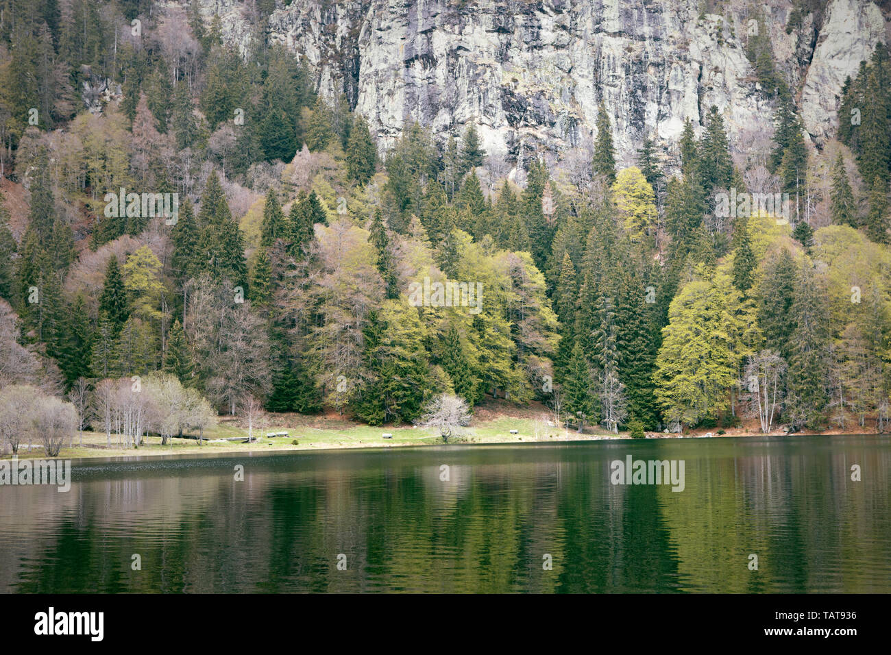 Feldsee. Feldberg lake. Early spring. Mountains, rocks and calm lake in woods. Black Forest. Schwarzwald, Germany. Stock Photo
