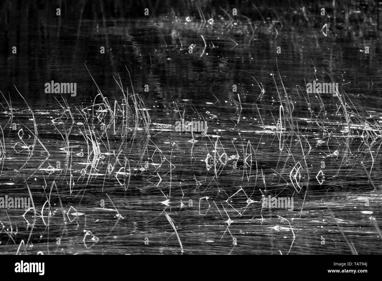 Grass, straw and thickets in water, blades of grass reflections in water. Abstract background. Swamp. Black and white. Monochrome. Stock Photo