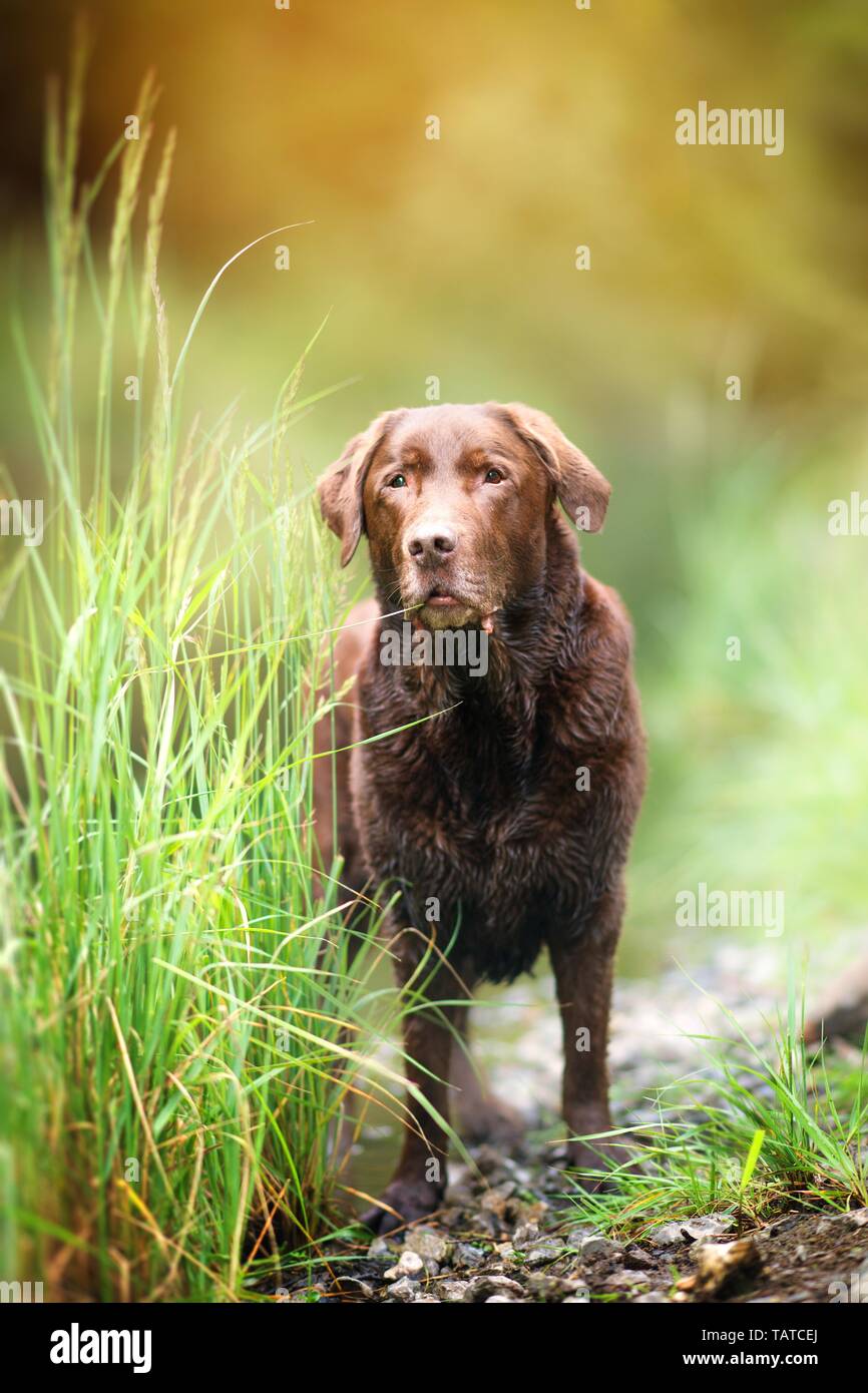 old Labrador Retriever Stock Photo Alamy