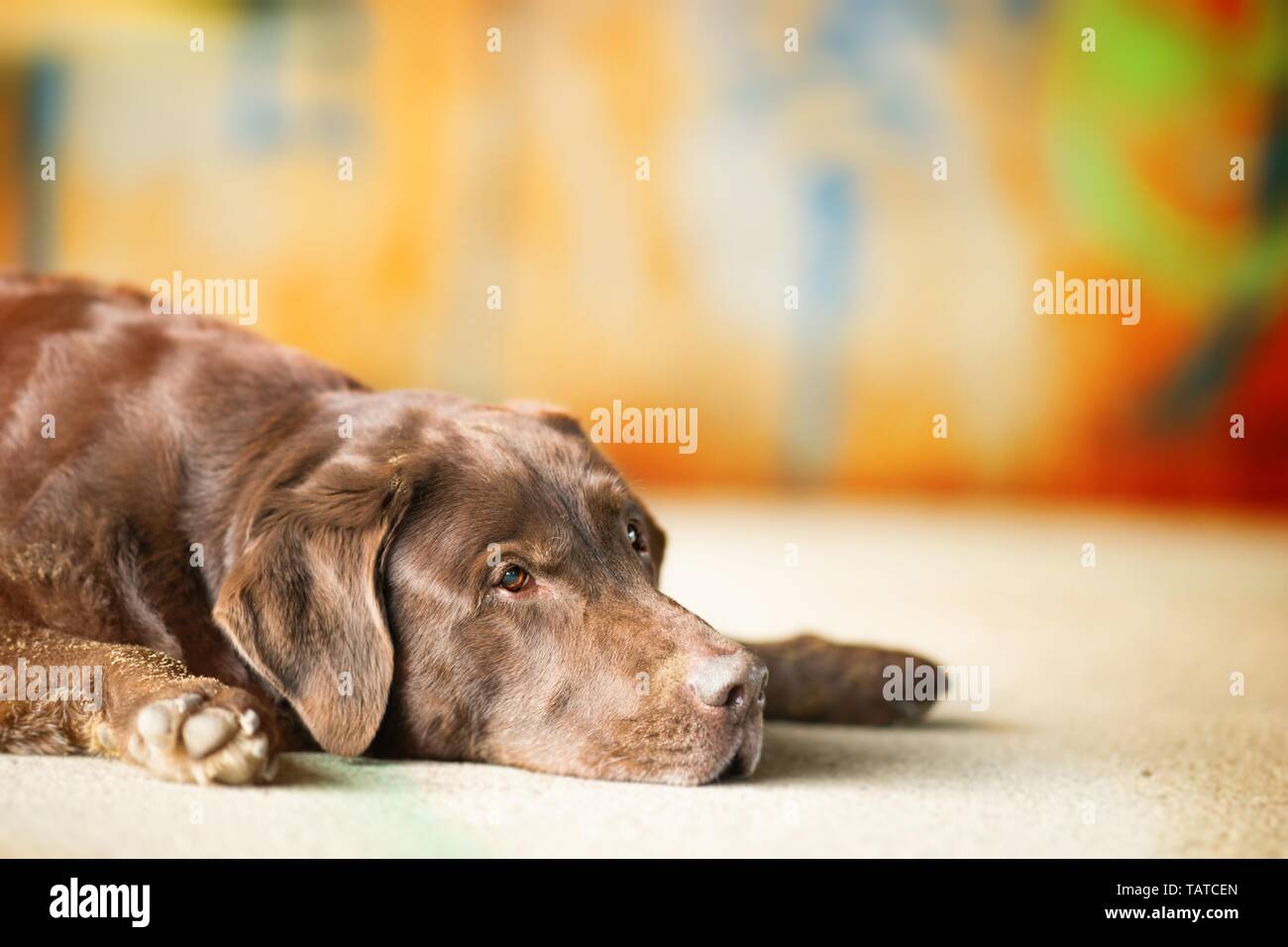 old Labrador Retriever Stock Photo Alamy