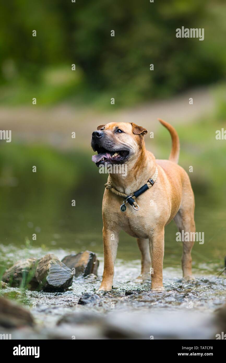 boerboel staffie cross
