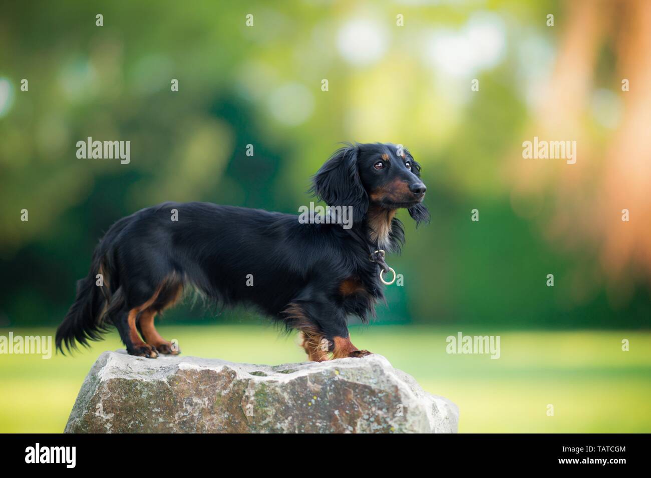 sable long haired dachshund