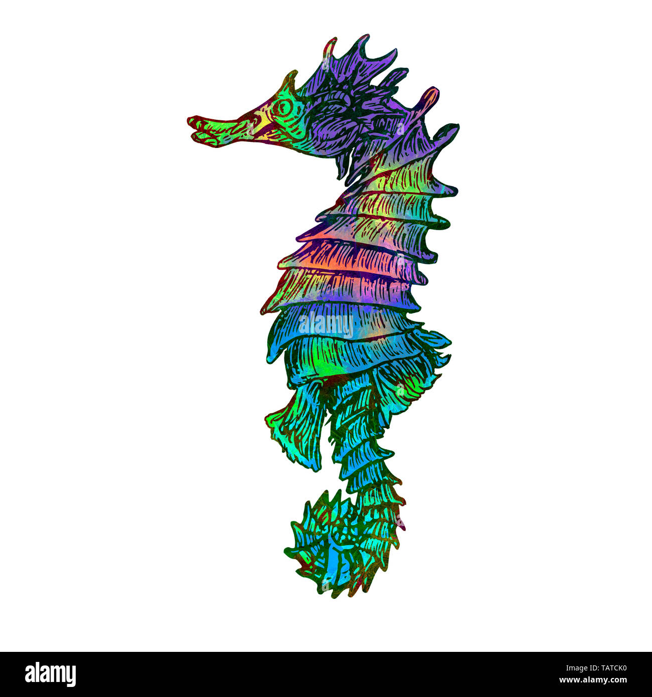 seahorse colorful