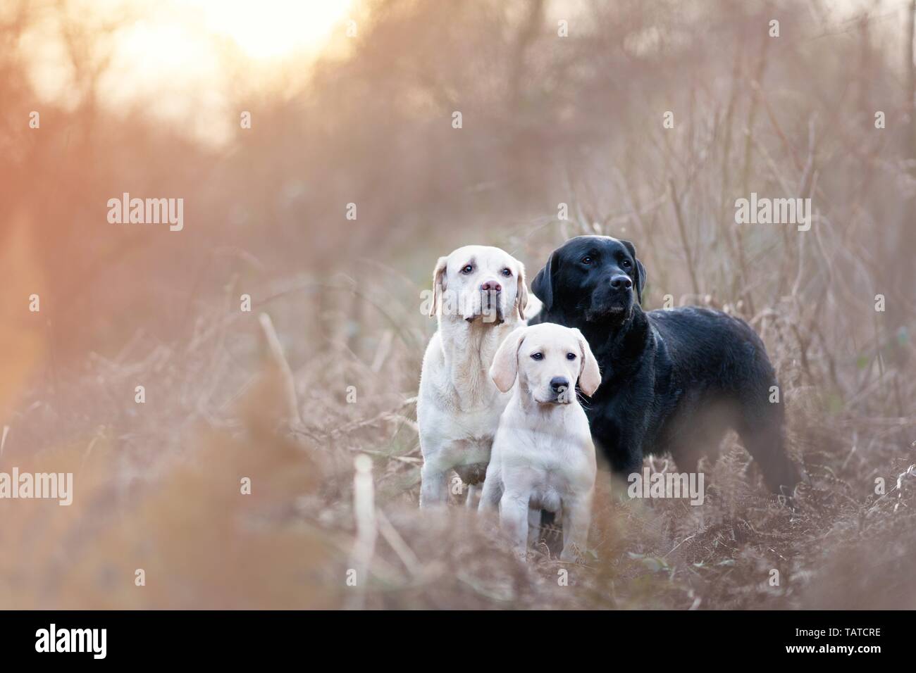 3 Labrador Retriever Stock Photo - Alamy