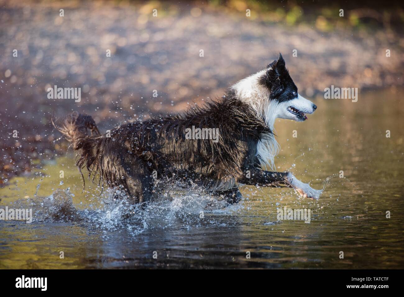 running Border Collie Stock Photo - Alamy