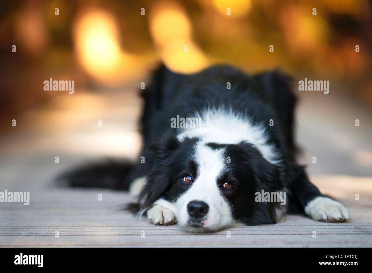 lying Border Collie Stock Photo