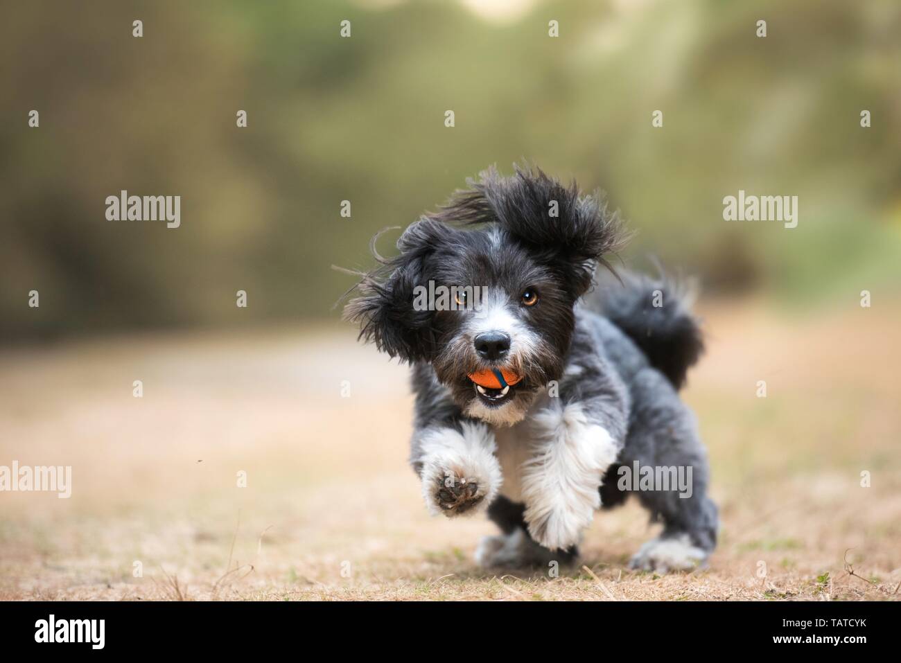 Havanese and ball hi-res stock photography and images - Alamy