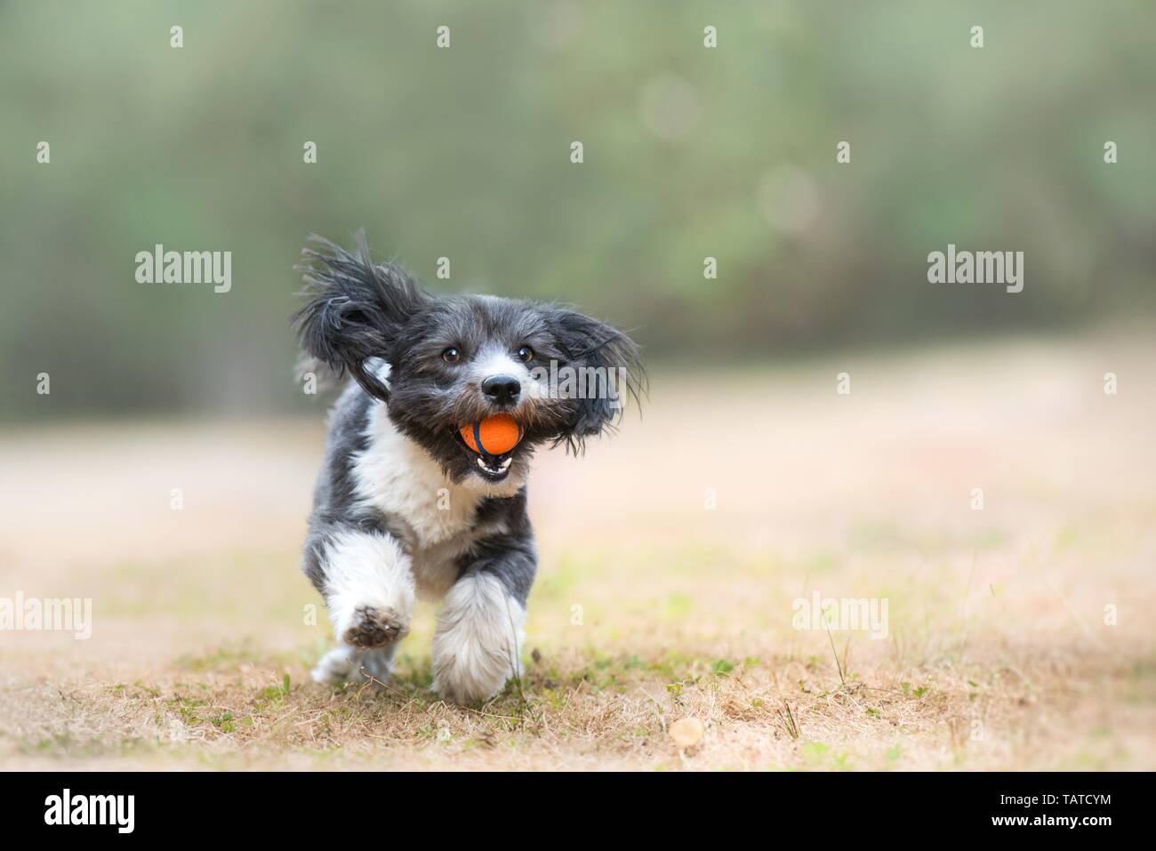 Havanese and ball hi-res stock photography and images - Alamy