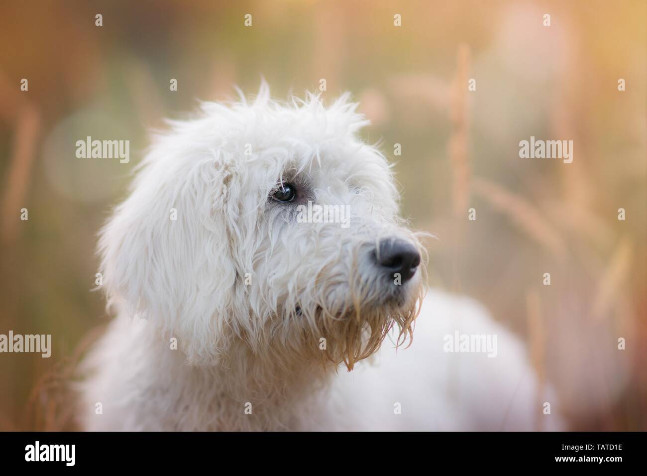 Yellow labradoodle portrait hires stock photography and images Alamy