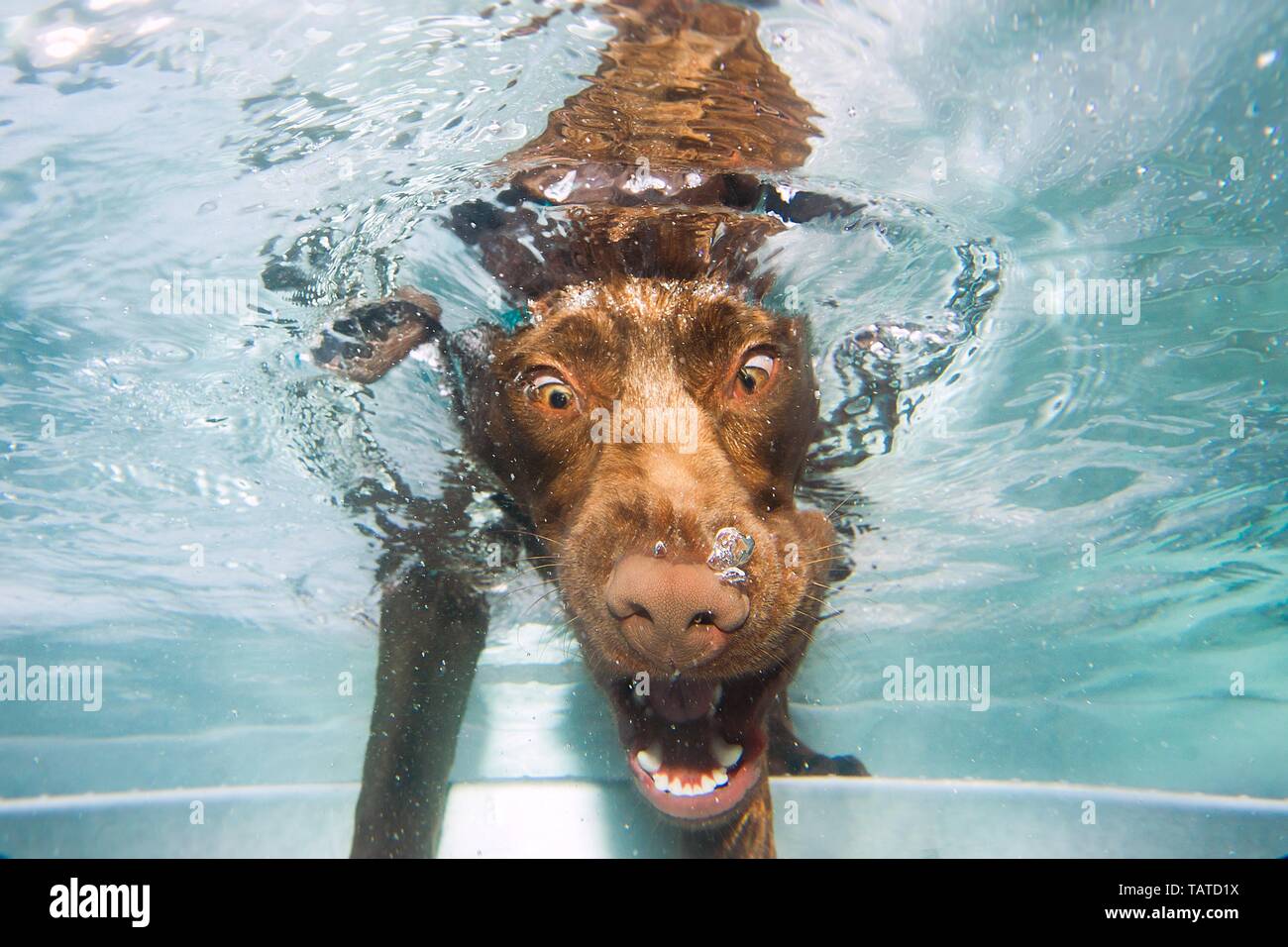 diving Labrador Retriever Stock Photo Alamy