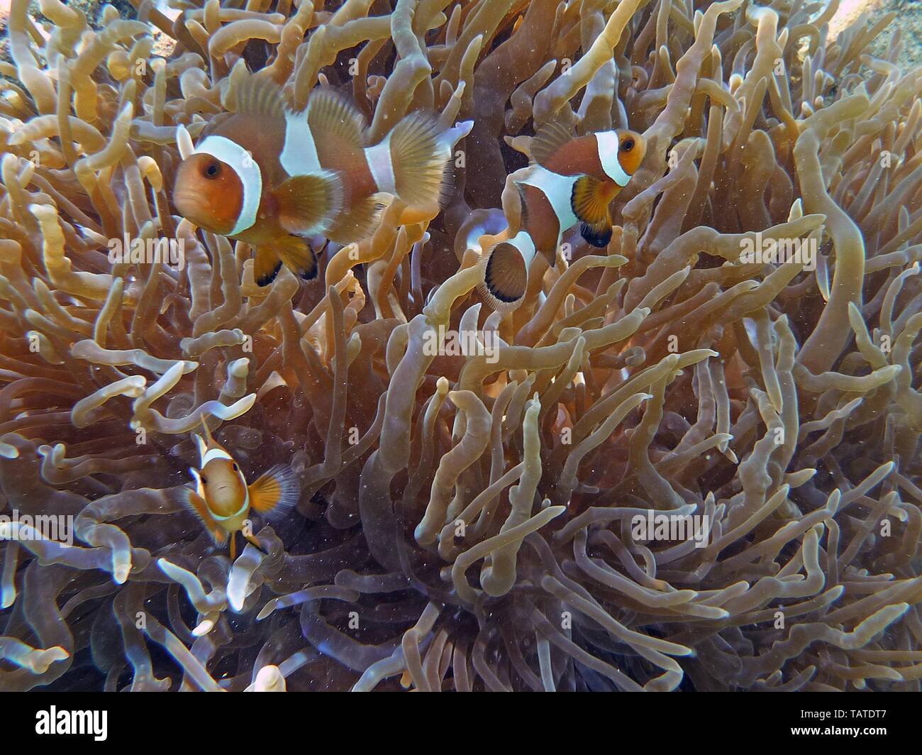 soft coral and clownfishes Stock Photo