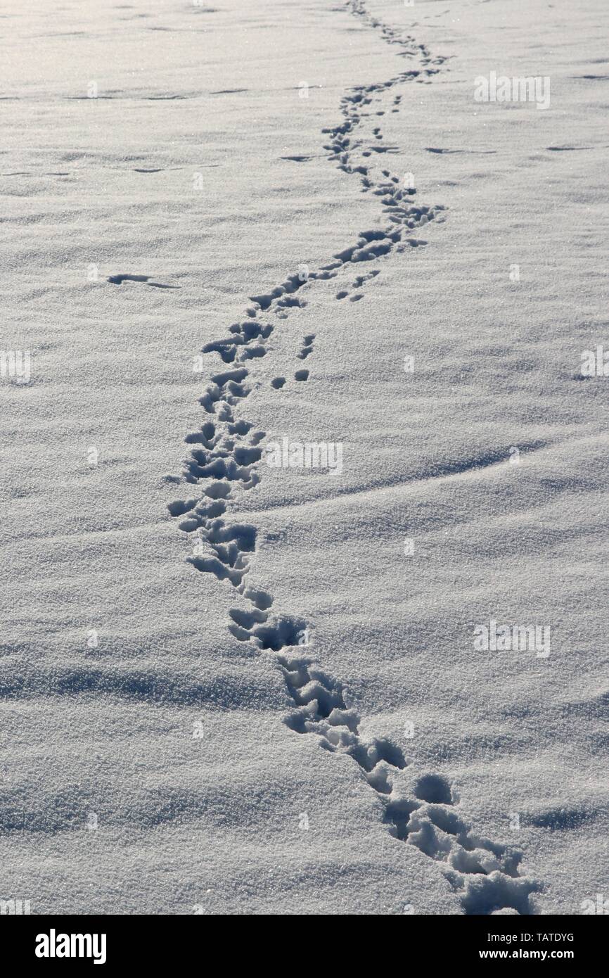 footprints Stock Photo