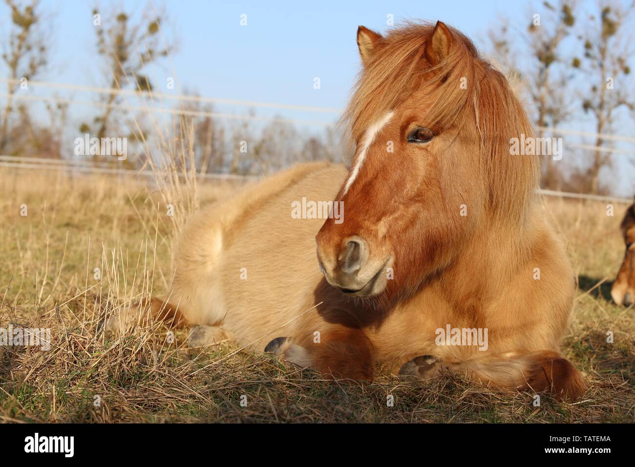 lying Icelandic Horse Stock Photo