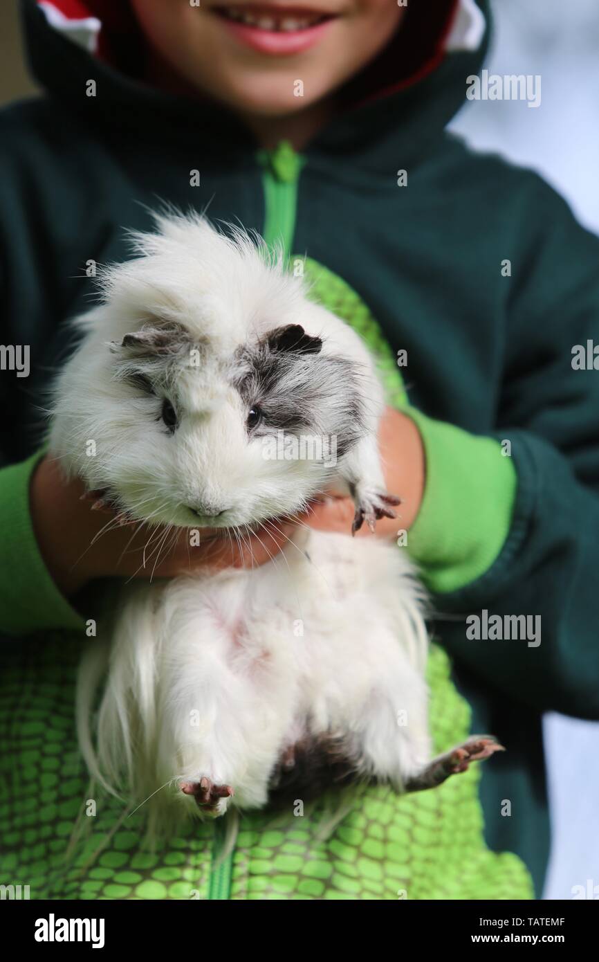 Image showcasing kid and guinea pig Stock Photo - Alamy
