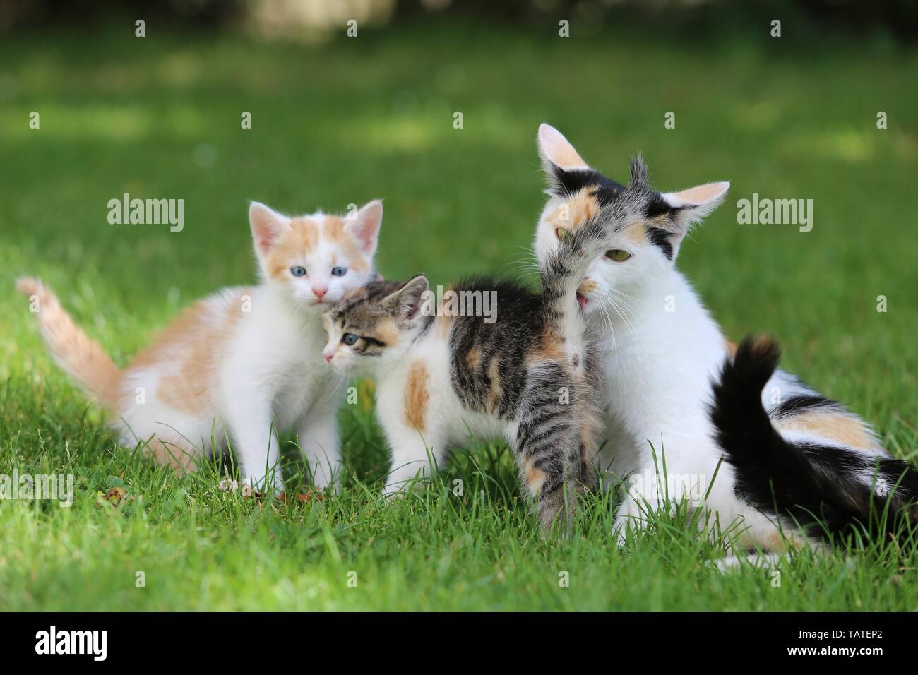 mother cat with kitten Stock Photo