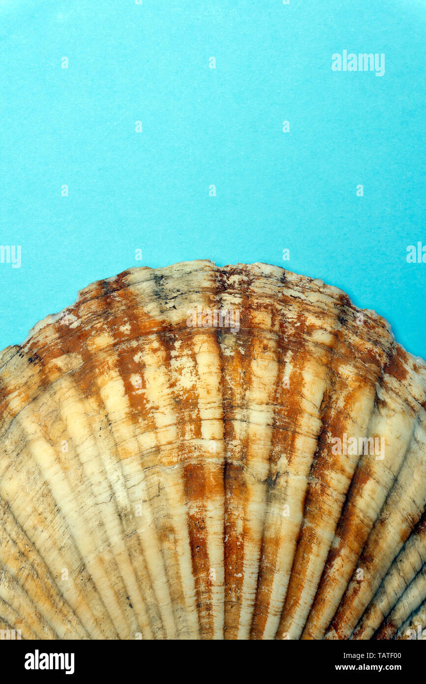 Ocean Shell Texture Ocean shell (sea shell) isolated on colored background. Shell texture ...