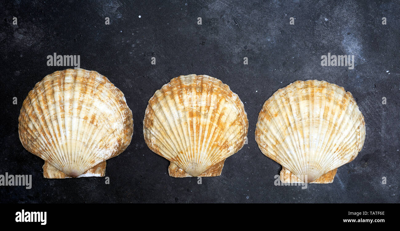 Seashells (ocean shell) on a dark background. The texture of seashells ...