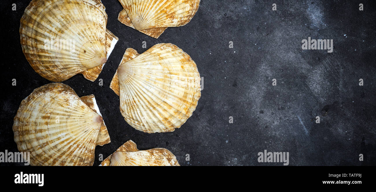 Seashells (ocean shell) on a dark background. The texture of seashells ...