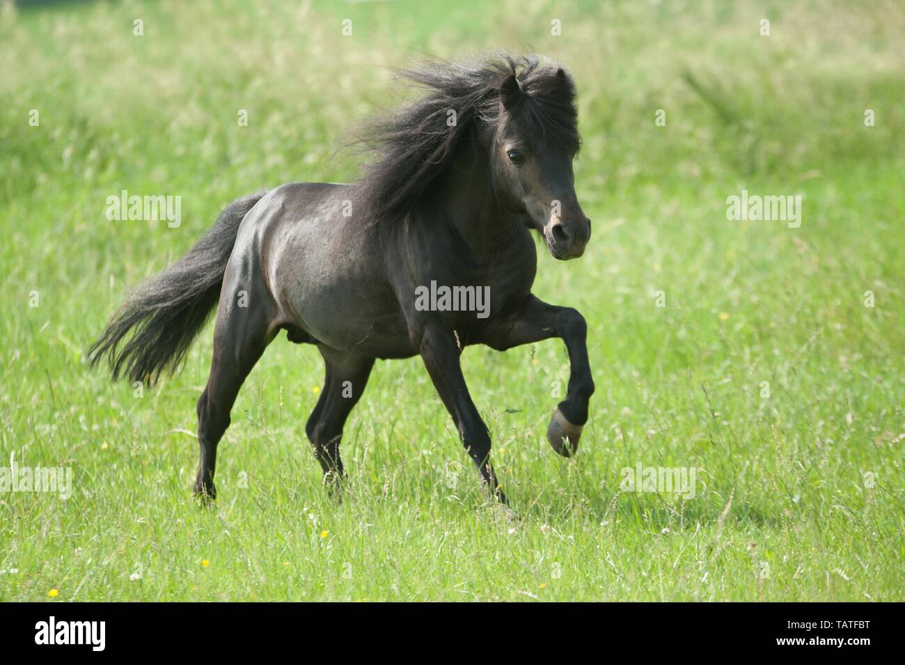 galloping American Miniature Horse Stock Photo Alamy