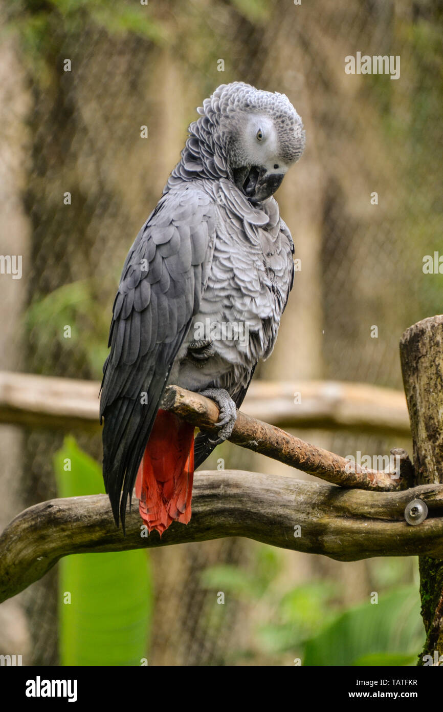 Sittacus is a genus of African parrots in the subfamily Psittacinae, the Gray Parrot and the Timneh Parrot. The photo was taken in Guadeloupe Karibik. Stock Photo
