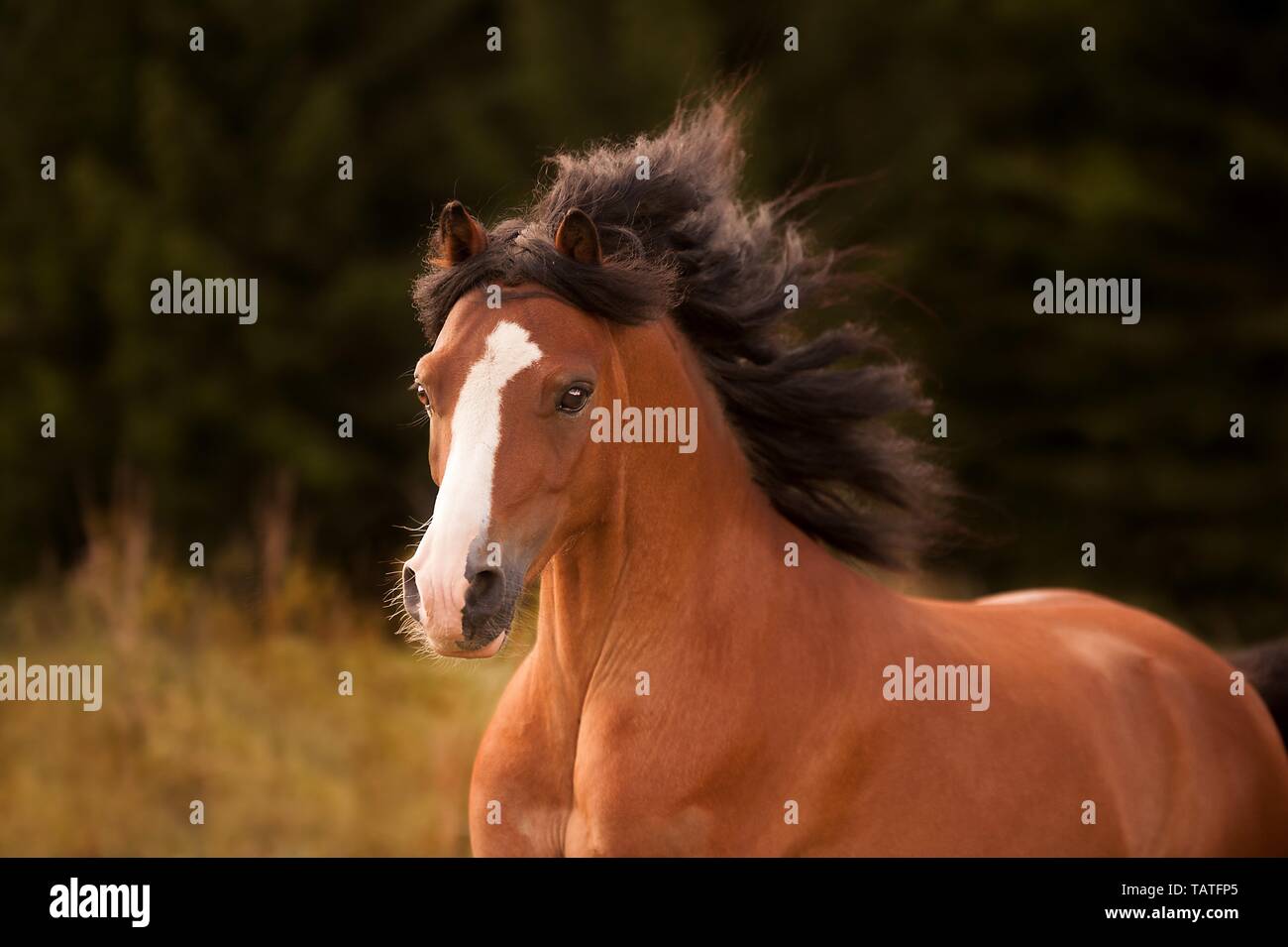 Welsh A Portrait Stock Photo