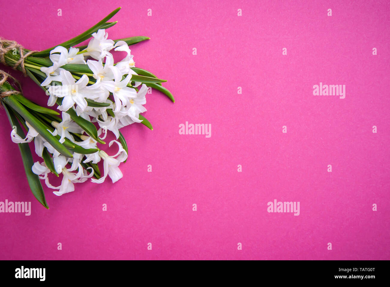 Bouquet of small white spring flowers Chionodoxa on pink background with copy space Stock Photo