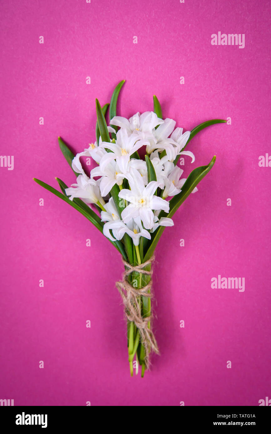 Bouquet of small white spring flowers Chionodoxa on pink background Stock Photo