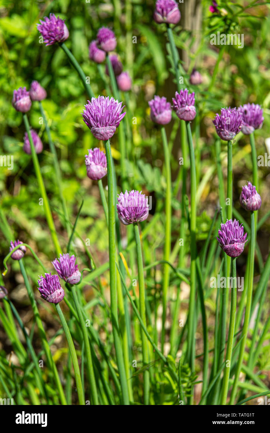 garlic flowering in vegetable garden Stock Photo